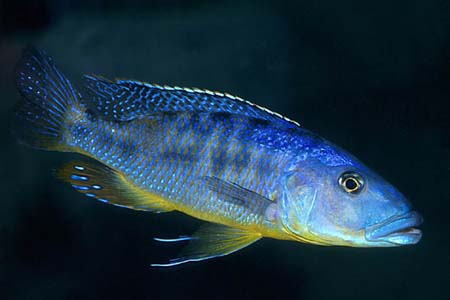 Tyrannochromis macrostoma