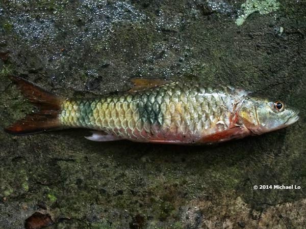 双斑裂峡魮