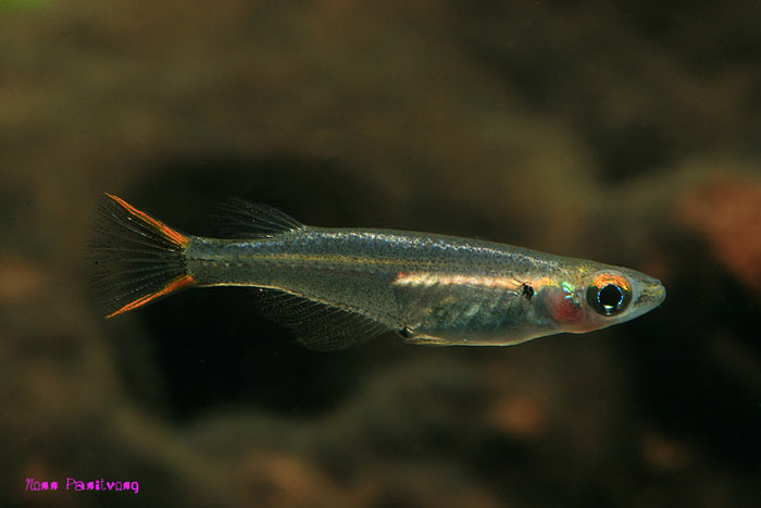 Oryzias songkhramensis