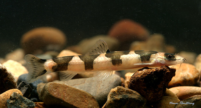 Schistura pridii