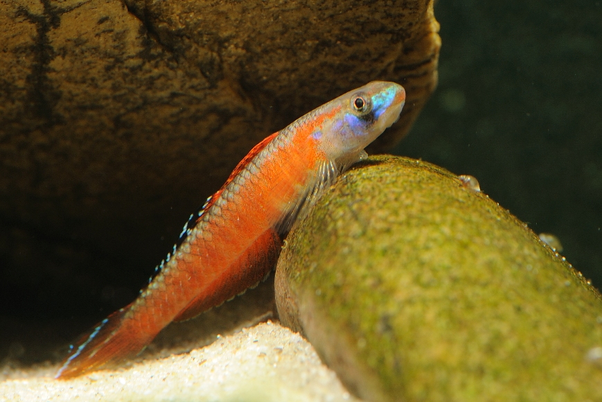 浅红枝牙鰕虎鱼