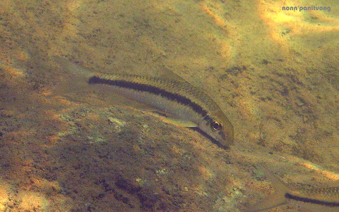 Crossocheilus burmanicus