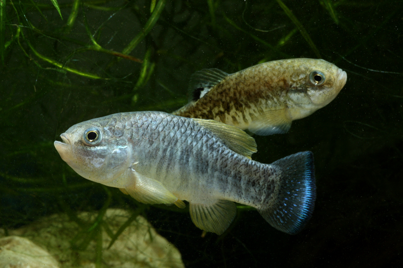 Cyprinodon julimes