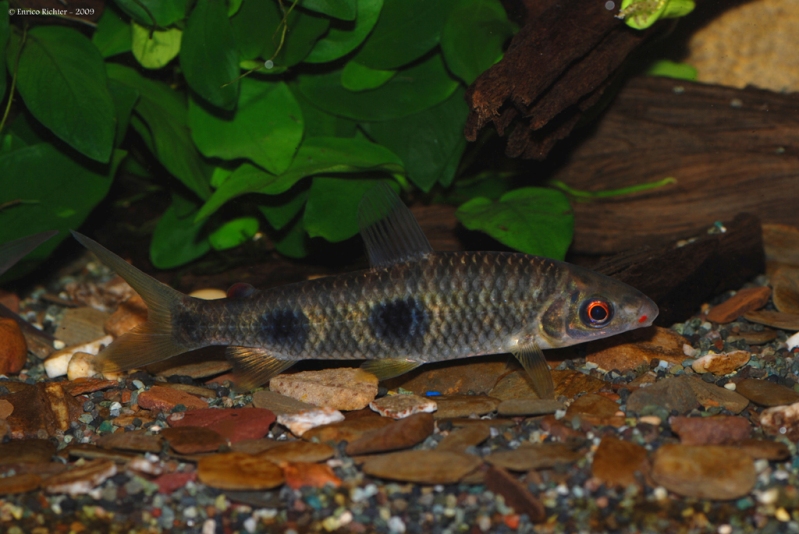 Leporinus copelandii