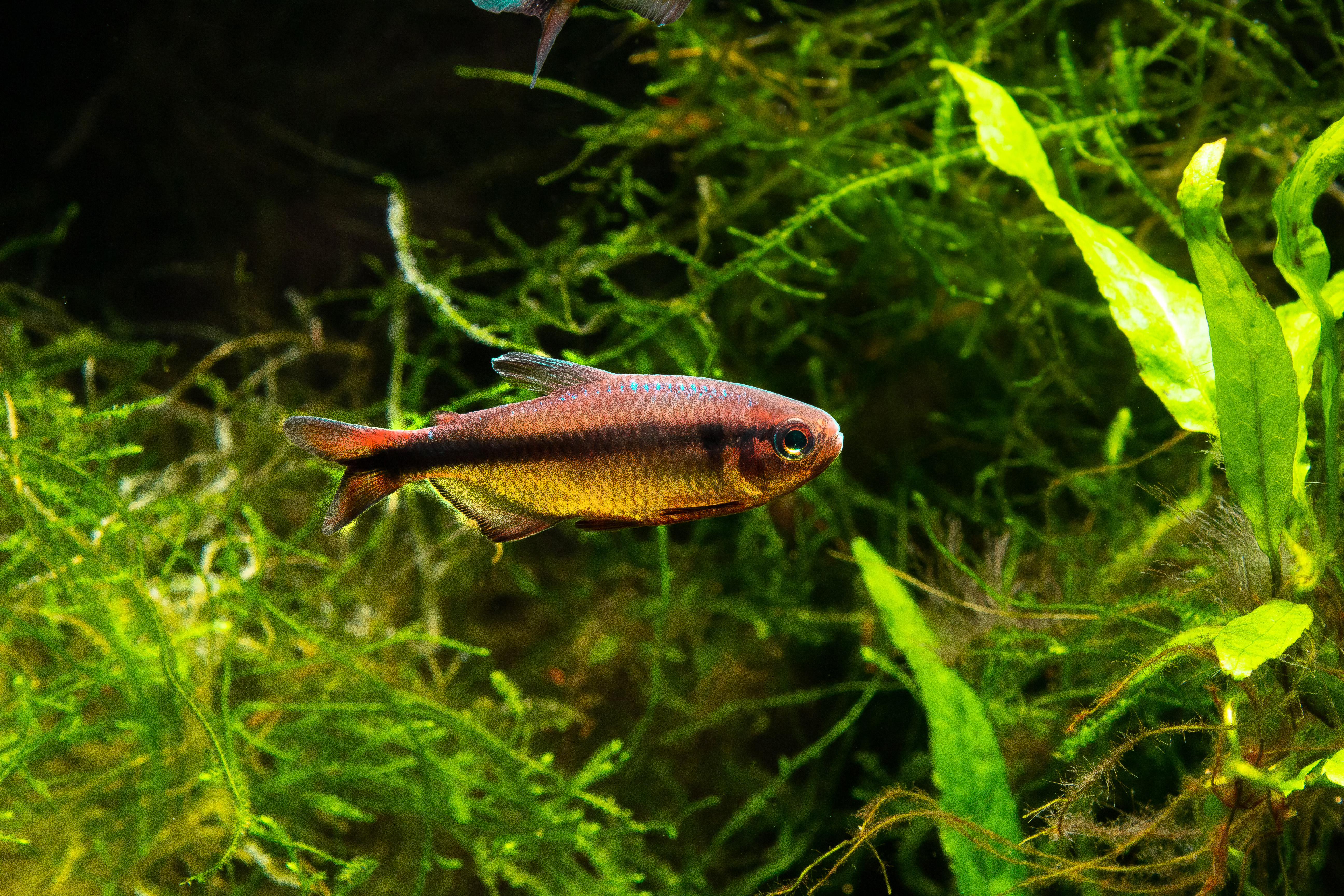 Hyphessobrycon melanostichos