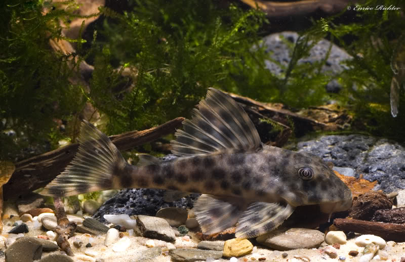 Peckoltia oligospila