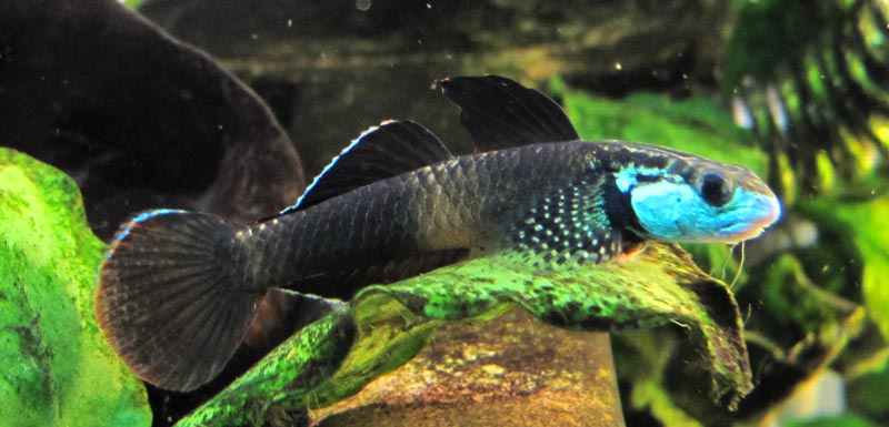 Stiphodon ornatus