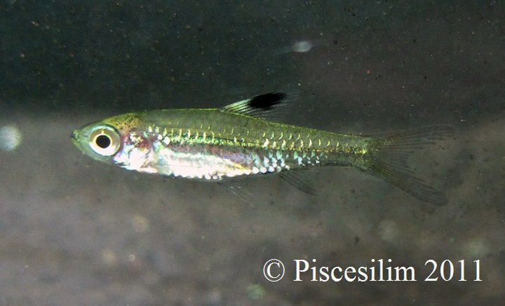 Brevibora cheeya