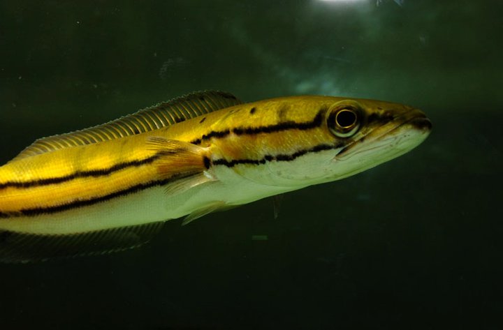 Channa diplogramma