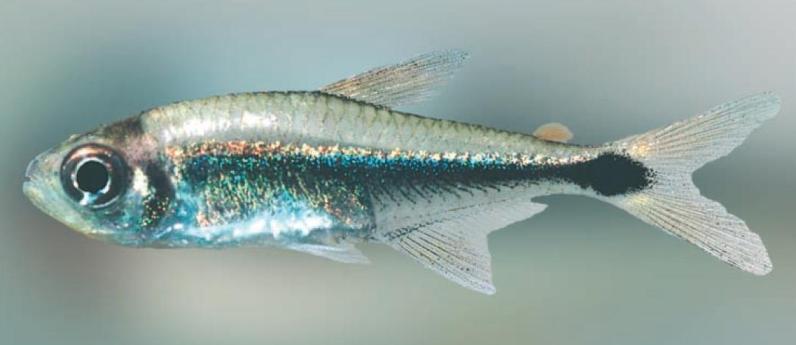Hyphessobrycon borealis
