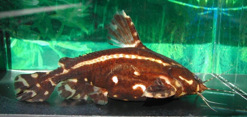多刺棘鲶