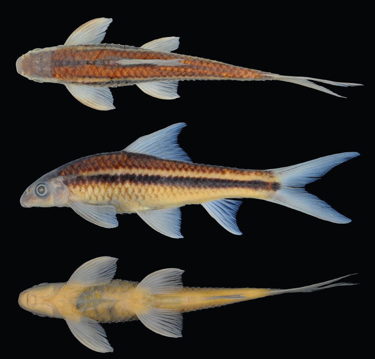 Crossocheilus elegans