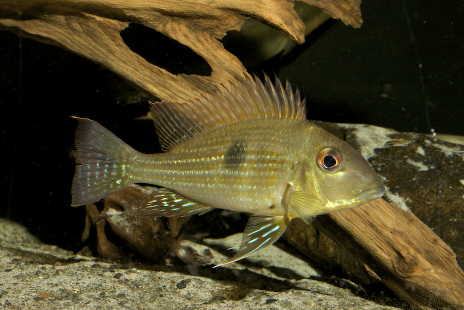 Geophagus brokopondo
