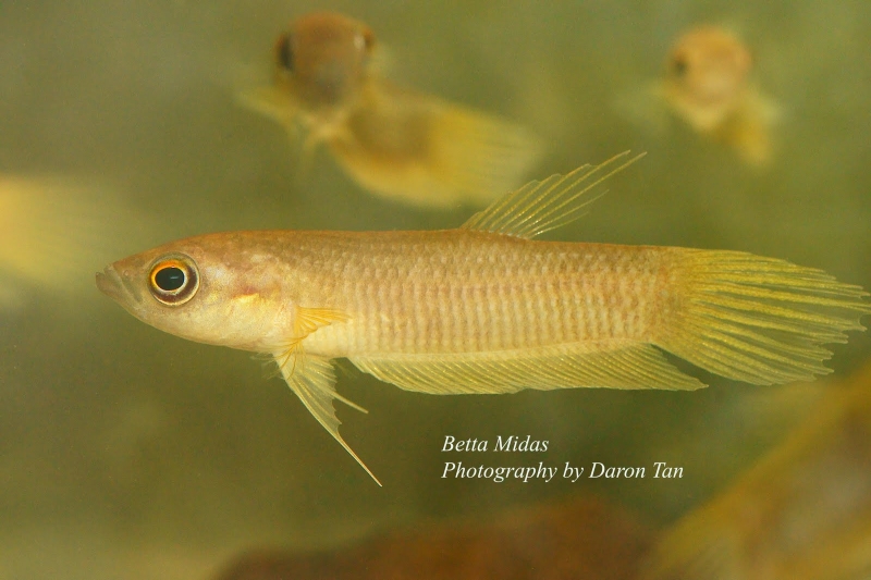 Betta midas