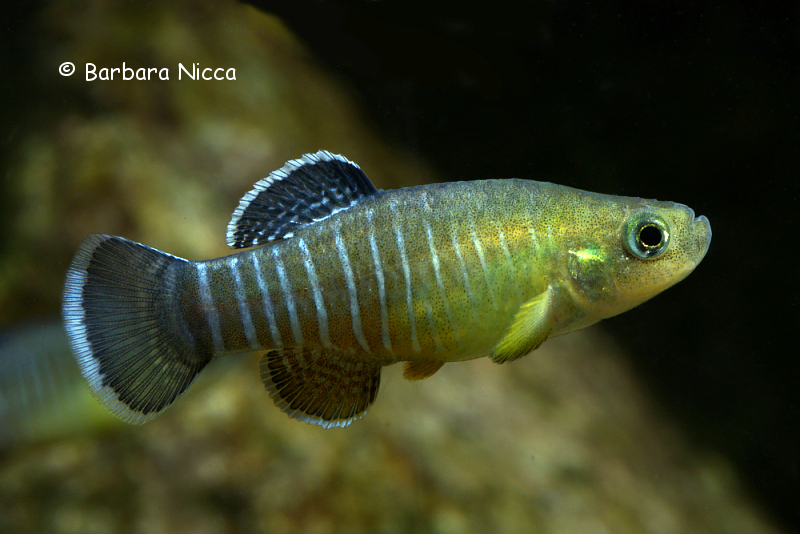 Esmaeilius persicus