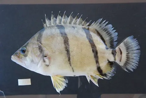 泰北虎鱼