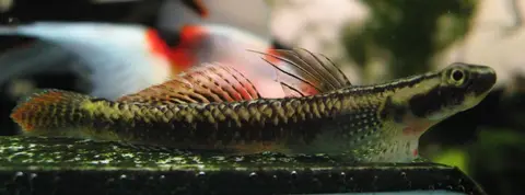Stiphodon ornatus