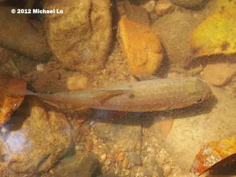 Systomus orphoides