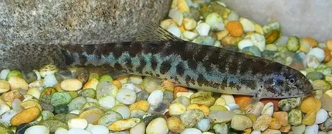 Lepidocephalichthys sp. 'LE1'