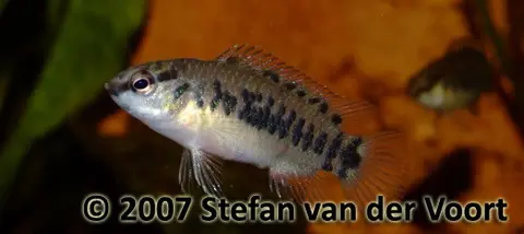 Badis ferrarisi