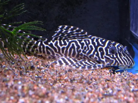 Hypancistrus sp.