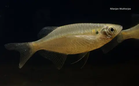 元宝鳊