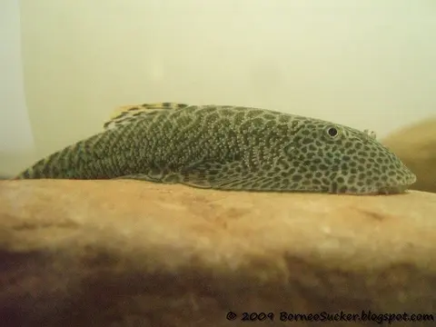 高山腹吸鳅