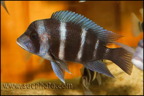 Cyphotilapia gibberosa