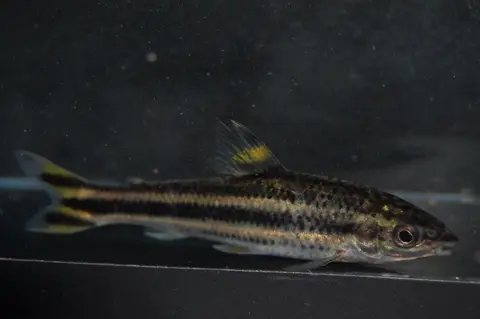 饰带稚脂鲤