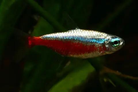 宝莲灯