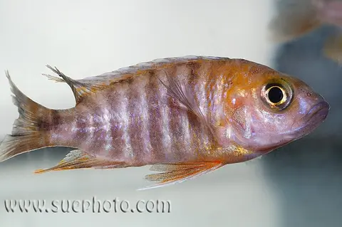 Aulonocara jacobfreibergi
