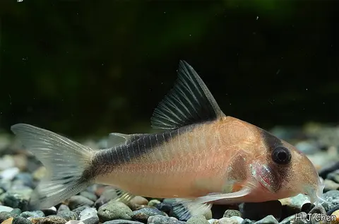 Hoplisoma davidsandsi