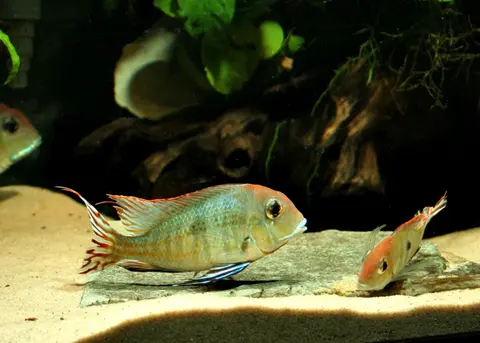 Geophagus sp. 'orange head'