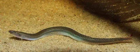 Pangio anguillaris