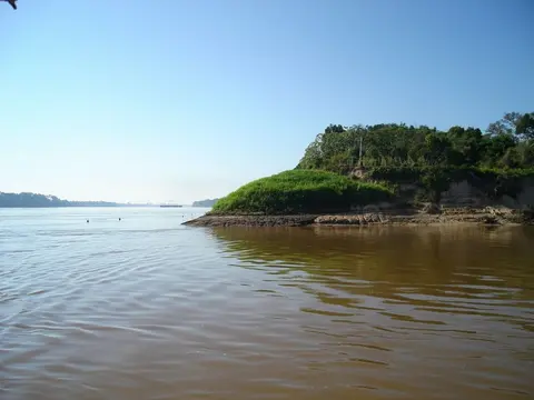 黑顶兵鲶