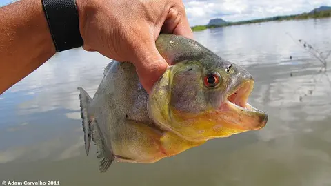红腹食人鱼