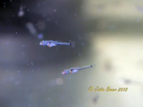 南台吻鰕虎鱼