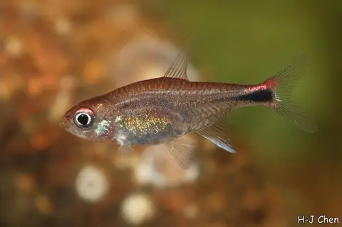Axelrodia riesei