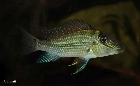 Satanoperca mapiritensis
