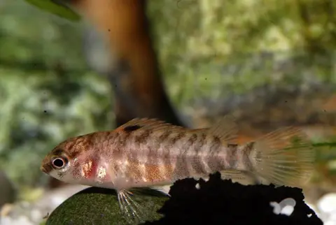 Badis sp. 'Buxar'