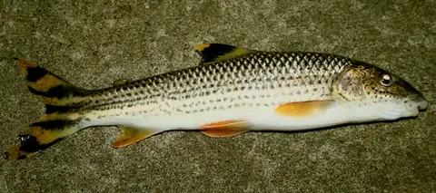 饰带稚脂鲤
