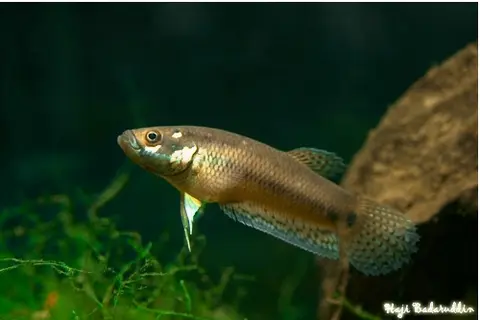 Betta ocellata