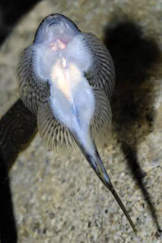 Sewellia sp. 'SEW02'