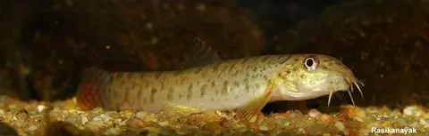 Acanthocobitis sinuata