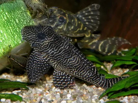 Hypancistrus sp.