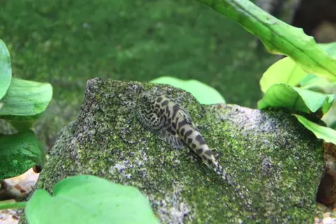 Sewellia elongata