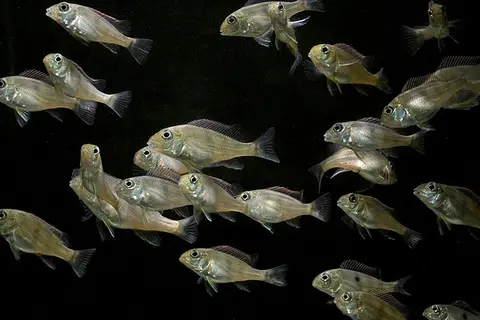 Geophagus sp. 'orange head'