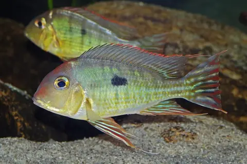 Geophagus sp. 'orange head'