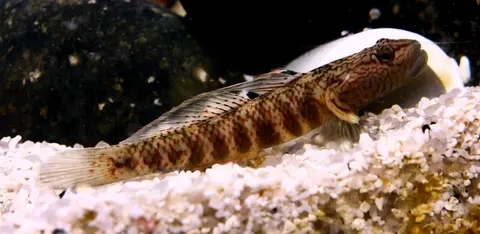 丝鳍吻鰕虎鱼