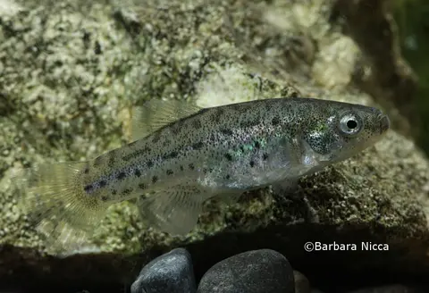 Anatolichthys transgrediens
